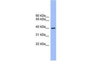 Image no. 1 for anti-ATG3 Autophagy Related 3 (ATG3) (AA 91-140) antibody (ABIN6746545) (ATG3 抗体  (AA 91-140))