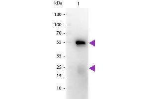 Western blot of Peroxidase conjugated Goat Fab Anti-Rabbit IgG secondary antibody. (山羊 anti-兔 IgG (Heavy & Light Chain) Antibody (HRP) - Preadsorbed)