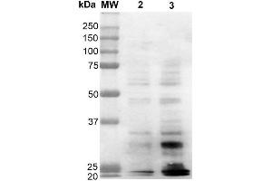 Western Blot analysis of Human Cervical Cancer cell line (HeLa) showing detection of Dityrosine-BSA using Mouse Anti-Dityrosine Monoclonal Antibody, Clone 10A6 . (Dityrosine 抗体  (Atto 488))