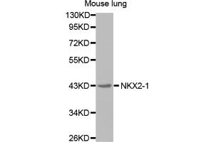 Western blot analysis of extracts of mouse lung cell line, using NKX2-1 antibody. (NKX2-1 抗体)