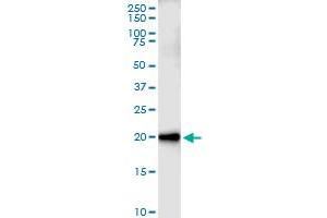 Immunoprecipitation of CEBPG transfected lysate using rabbit polyclonal anti-CEBPG and Protein A Magnetic Bead (CEBPG (人) IP-WB Antibody Pair)