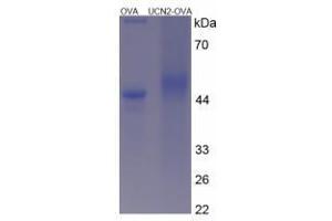 Image no. 3 for Urocortin 2 (UCN2) peptide (Ovalbumin) (ABIN5666403)