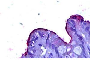 Anti-CEACAM1 antibody IHC staining of human colon. (CEACAM1 抗体)