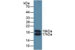 Western blot analysis of Mouse Serum. (APOC4 抗体  (AA 28-124))