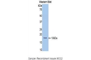 Detection of Recombinant NOS2, Mouse using Polyclonal Antibody to Nitric Oxide Synthase 2, Inducible (NOS2) (NOS2 抗体  (AA 526-659))