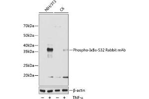 Western blot analysis of extracts of various cell lines, using Phospho-IκBα-S32 Rabbit mAb (ABIN6135326, ABIN6136268, ABIN6136269 and ABIN7101884) at 1:1000 dilution. (NFKBIA 抗体  (pSer32))