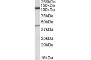 Image no. 1 for anti-Component Of Oligomeric Golgi Complex 1 (COG1) (Internal Region) antibody (ABIN375043) (COG1 抗体  (Internal Region))