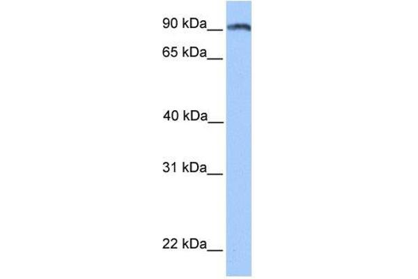 ANKS3 抗体  (N-Term)