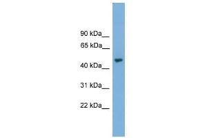 NARF antibody used at 0. (NARF 抗体  (Middle Region))