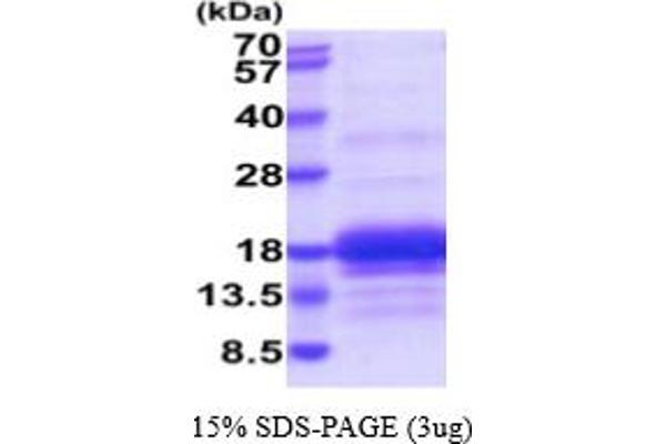 CD3G Protein (AA 23-116) (His tag)