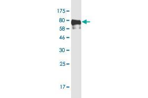 Western Blot detection against Immunogen (78. (TFEB 抗体  (AA 1-476))