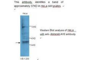 Image no. 1 for anti-Annexin A10 (ANXA10) antibody (ABIN790818) (Annexin a10 抗体)