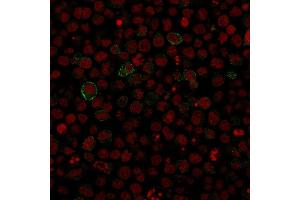 Immunofluorescence staining of Ramos cells using CD86 Mouse Monoclonal Antibody (SPM600). (CD86 抗体)