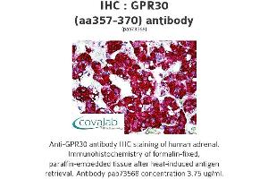 Image no. 2 for anti-G Protein-Coupled Estrogen Receptor 1 (GPER) (AA 357-370) antibody (ABIN1735055) (GPER 抗体  (AA 357-370))