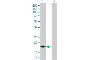 Lane 1: GYPA transfected lysate ( 16. (GYPA 293T Cell Transient Overexpression Lysate(Denatured))