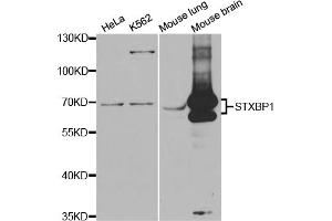 Western blot analysis of extracts of various cell lines, using STXBP1 antibody (ABIN5973147) at 1/1000 dilution. (STXBP1 抗体)