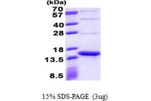 SDS-PAGE (SDS) image for Streptavidin (AA 37-159) protein (His tag) (ABIN5853015) (Streptavidin Protein (AA 37-159) (His tag))