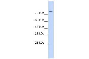 WWP2 antibody used at 1 ug/ml to detect target protein. (WWP2 抗体  (Middle Region))