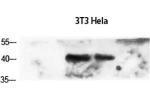 Western Blot analysis of 3T3 (1), Hela (2), diluted at 1:1500. (alpha-SMA (AA 171-220) 抗体)