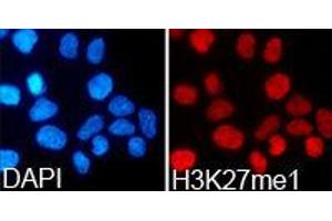 Immunofluorescence (IF) image for anti-Histone 3 (H3) (H3K27me) antibody (ABIN1873000) (Histone 3 抗体  (H3K27me))