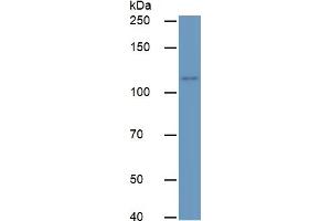 Western Blotting (WB) image for tyrosine Kinase with Immunoglobulin-Like and EGF-Like Domains 1 (TIE1) ELISA Kit (ABIN6730883)