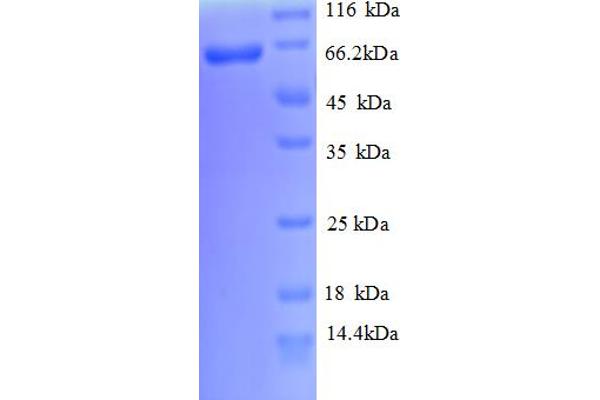 Cadherin 12 Protein (AA 56-605, partial) (His tag)