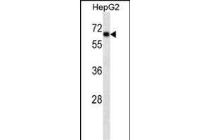 SOX9 Antibody ABIN1539824 western blot analysis in HepG2 cell line lysates (35 μg/lane). (SOX9 抗体  (AA 41-70))