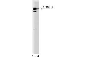 Western Blotting (WB) image for anti-CG7626 Gene Product From Transcript CG7626-RA (SPT5) (AA 866-985) antibody (ABIN968370) (CG7626 Gene Product From Transcript CG7626-RA (SPT5) (AA 866-985) 抗体)