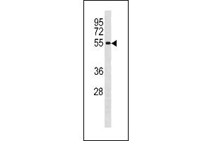 CCNB1 Antibody (Center /) (ABIN1881152 and ABIN2843320) western blot analysis in  cell line lysates (35 μg/lane). (Cyclin B1 抗体  (AA 106-133))