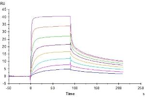 Surface Plasmon Resonance (SPR) image for neonatal Fc Receptor (FcRn) (AA 24-297) protein (His tag) (ABIN7274676)