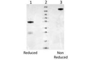 Image no. 2 for anti-Albumin (ALB) antibody (ABIN293398) (Albumin 抗体)