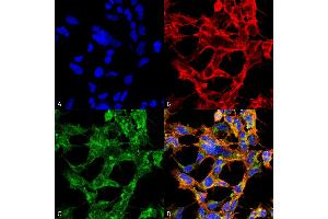 Immunocytochemistry/Immunofluorescence analysis using Mouse Anti-O-GlcNAc Monoclonal Antibody, Clone 9H6 . (O-GlcNAc 抗体 (Atto 594))