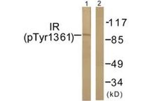 Western blot analysis of extracts from 293 cells treated with Heat shock, using IR (Phospho-Tyr1361) Antibody. (IR (AA 1331-1380), (pTyr1361) 抗体)