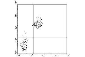 Image no. 1 for anti-CD38 antibody (FITC) (ABIN135202) (CD38 抗体  (FITC))