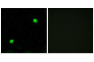 Immunofluorescence analysis of COS7 cells, using Histone H2AX antibody. (H2AFX 抗体  (C-Term))