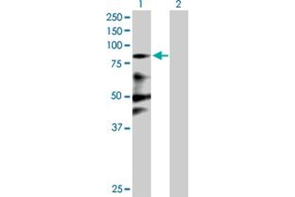 ZNF287 抗体  (AA 1-754)