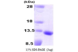 GDF10 Protein (AA 369-478)