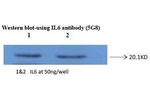Western Blotting (WB) image for anti-Interleukin 6 (IL6) antibody (ABIN1107856) (IL-6 抗体)