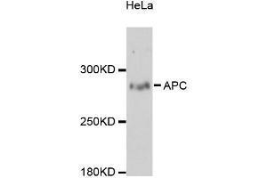 Western blot analysis of extracts of HeLa cells, using APC antibody (ABIN5975805) at 1:3000 dilution. (APC 抗体)