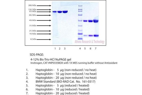 Haptoglobin Protein (HP) (Phenotype 1-1)