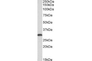 ABIN4902654 (0. (HMOX1 抗体)