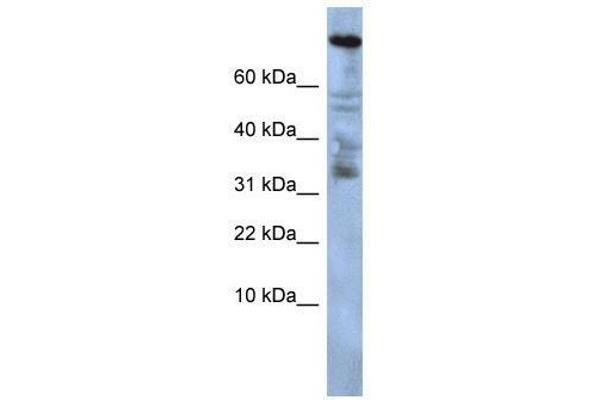 ZNF251 抗体  (Middle Region)