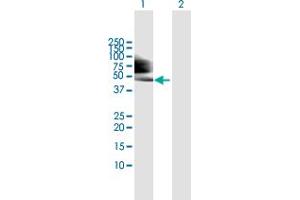 Western Blot analysis of TP53 expression in transfected 293T cell line by TP53 MaxPab polyclonal antibody. (p53 抗体  (AA 1-393))