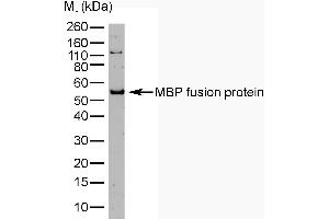 Western Blotting (WB) image for anti-Maltose Binding Protein (MBP) antibody (ABIN2475478) (Maltose Binding Protein 抗体)