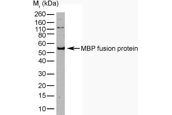 Maltose Binding Protein 抗体