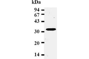 Western Blotting (WB) image for anti-Cyclin D2 (CCND2) antibody (ABIN487478) (Cyclin D2 抗体)