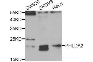 Western blot analysis of extracts of various cell lines, using PHLDA2 antibody (ABIN5973675) at 1/1000 dilution. (PHLDA2 抗体)