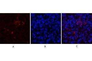 Immunofluorescence analysis of rat spleen tissue. (CD81 抗体  (Internal Region))