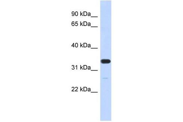 FAM76A 抗体  (N-Term)