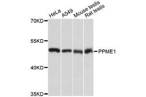 Western blot analysis of extracts of various cell lines, using PPME1 antibody. (PPME1 抗体  (AA 1-160))